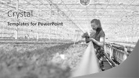  Presentation with nursery plant - Audience pleasing PPT theme consisting of side view of female botanist examining herb seedlings in plant nursery backdrop and a light gray colored foreground