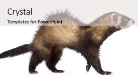  Presentation with walking - Slide deck featuring side view of ferret 7 background and a  colored foreground