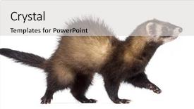  Presentation with healthy workplace full length side view - Amazing PPT theme having side view of ferret 7 backdrop and a  colored foreground