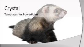  Presentation with healthy workplace full length side view - PPT layouts enhanced with side view of ferret sitting background and a  colored foreground