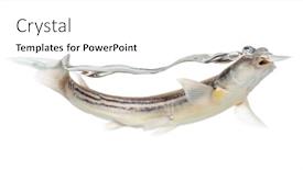  Presentation with fish - Beautiful presentation theme featuring side-view-of-four-eyed backdrop and a white colored foreground