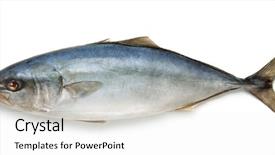  Presentation with tuna fish - PPT layouts featuring side view of fresh tuna background and a white colored foreground