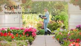  Presentation with flower pots - Audience pleasing slide set consisting of side view of gardener carrying crate with flower pots while walking outside greenhouse backdrop and a coral colored foreground
