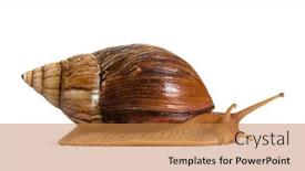  Presentation with land - Presentation theme having side-view-of-giant-african background and a coral colored foreground