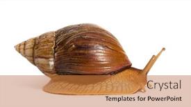  Presentation with land - PPT theme enhanced with side-view-of-giant-african background and a gold colored foreground