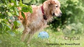  Presentation with plant - Colorful PPT theme enhanced with side-view-of-golden-retriever backdrop and a mint green colored foreground