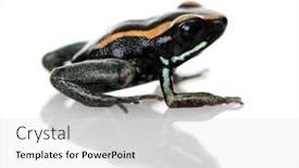  Presentation with poison - Slides having side-view-of-golfodulcean-poison background and a light gray colored foreground