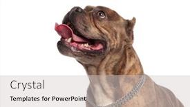  Presentation with bully - Amazing slides having side view of happy american bully wearing silver collar panting and sticking out tongue looking up isolated on white background in studio backdrop and a light gray colored foreground