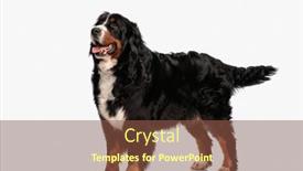  Presentation with tongue - PPT layouts featuring side-view-of-happy-bernese background and a tawny brown colored foreground