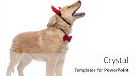  Presentation with devil - Cool new PPT theme with side-view-of-happy-golden backdrop and a white colored foreground