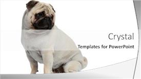 Presentation with shoulder - Presentation design with side-view-of-interested-pug background and a white colored foreground