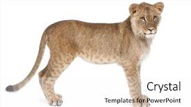  Presentation with lion - Beautiful slides featuring stack of various casino chips - gambling concept backdrop and a gray colored foreground