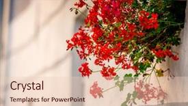  Presentation with white flowers - Presentation design consisting of side view of little red background and a  colored foreground