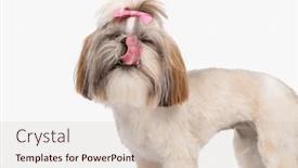  Presentation with tongue - Presentation design enhanced with side-view-of-little-shih background and a  colored foreground