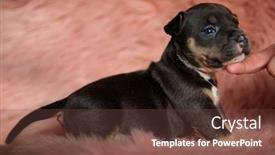  Presentation with bully - Amazing theme having side-view-of-lovey-american backdrop and a tawny brown colored foreground