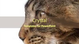  Presentation with maine - Beautiful slides featuring side view of maine coon 7 months old in front of white background backdrop and a tawny brown colored foreground