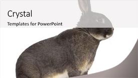  Presentation with rabbit - Cool new PPT theme with side view of perle rabbit backdrop and a white colored foreground