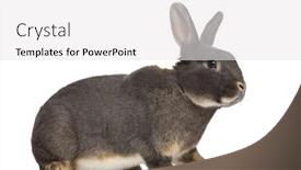  Presentation with rabbit - PPT layouts consisting of side-view-of-perle-rabbit background and a  colored foreground