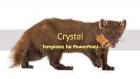  Presentation with pine - Audience pleasing slide set consisting of side-view-of-pine-marten backdrop and a tawny brown colored foreground