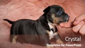  Presentation with bully - Cool new PPT theme with side-view-of-playful-american backdrop and a tawny brown colored foreground