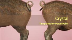  Presentation with pigs - Audience pleasing theme consisting of side view of rear end backdrop and a tawny brown colored foreground