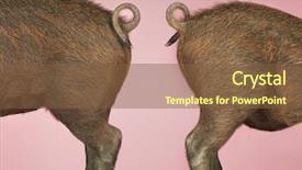  Presentation with end - Beautiful PPT theme featuring side view of rear end backdrop and a tawny brown colored foreground