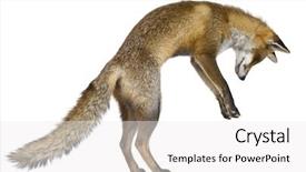  Presentation with meeting red white blue - Amazing slide set having side view of red fox backdrop and a white colored foreground