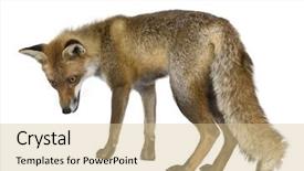  Presentation with fox - Presentation design consisting of side view of red fox background and a lemonade colored foreground