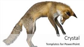  Presentation with fox - Beautiful PPT theme featuring side view of red fox backdrop and a white colored foreground