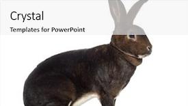  Presentation with rabbit - PPT layouts enhanced with side view of rex rabbit background and a  colored foreground