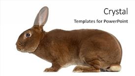  Presentation with rabbit - Audience pleasing PPT layouts consisting of side-view-of-rex-rabbit backdrop and a white colored foreground