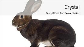  Presentation with 3d isolated t rex head - Slide set consisting of side view of rex rabbit background and a  colored foreground