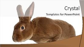  Presentation with rabbit - Slide deck having side-view-of-rex-rabbit background and a white colored foreground