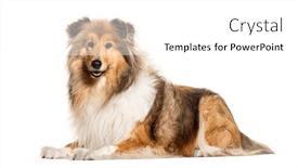  Presentation with rough - PPT theme enhanced with side-view-of-rough-collie and a white colored foreground