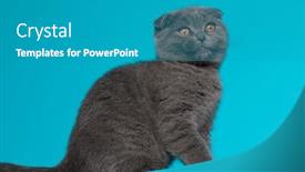  Presentation with fold - Audience pleasing slide deck consisting of side-view-of-scotish-fold backdrop and a teal colored foreground