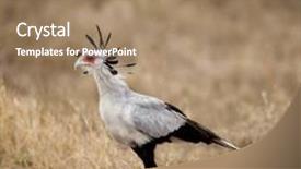  Presentation with serengeti africa - PPT layouts with side view of secretary bird serengeti national park serengeti tanzania africa background and a coral colored foreground