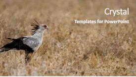  Presentation with serengeti africa - Colorful slide deck enhanced with side view of secretary bird backdrop and a  colored foreground