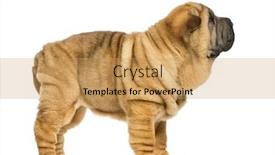  Presentation with pei - Amazing presentation theme having side view of shar pei puppy 11 weeks old isolated on white backdrop and a yellow colored foreground