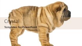  Presentation with pei - Presentation theme with side view of shar pei puppy 11 weeks old isolated on white background and a coral colored foreground