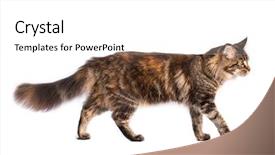  Presentation with cat - Audience pleasing presentation theme consisting of side view of striped furry backdrop and a white colored foreground