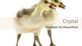  Presentation with bar - Slide set consisting of side-view-of-two-bar background and a lemonade colored foreground