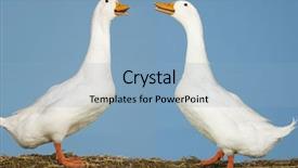  Presentation with geese - Theme featuring side view of two geese facing each other standing against blue sky background and a light blue colored foreground