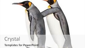  Presentation with walking together - Presentation theme with side-view-of-two-king background and a white colored foreground