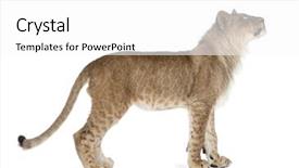  Presentation with old young - Audience pleasing slide deck consisting of side view of young lion backdrop and a white colored foreground
