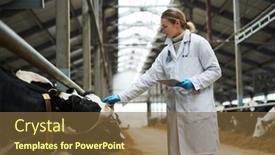  Presentation with dairy cow - Presentation theme having side-view-of-young-vet background and a tawny brown colored foreground