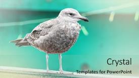  Presentation with juvenile - Amazing slide deck having side view or a juvenile backdrop and a seafoam green colored foreground