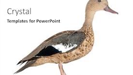  Presentation with teal - Presentation theme consisting of side-view-portrait background and a white colored foreground