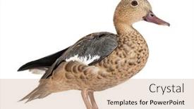  Presentation with teal - Slides enhanced with side-view-portrait background and a coral colored foreground