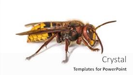  Presentation with hornet - Amazing PPT layouts having side-view-profile-hornet-vespa backdrop and a white colored foreground