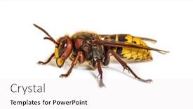  Presentation with hornet - Audience pleasing slide deck consisting of side-view-profile-hornet-vespa backdrop and a white colored foreground